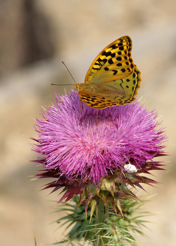 Butterfly on Thistle — Purple, Calm