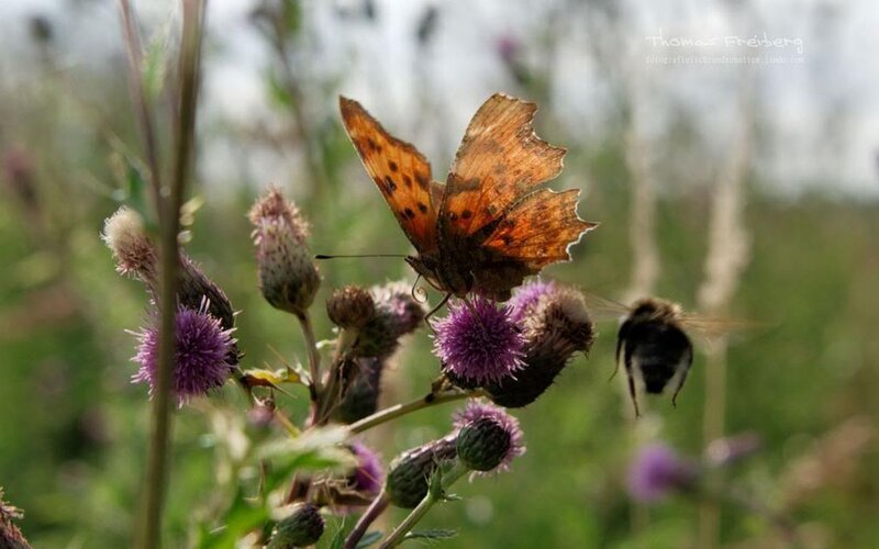Butterfly on Thistle — Purple