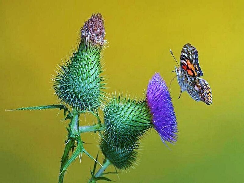 Butterfly on Thistle — Yellow