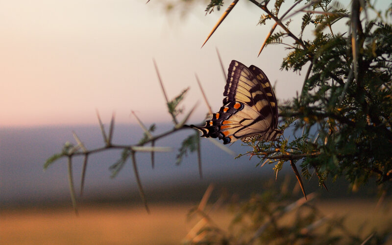 Butterfly on Thorny Branch — Yellow