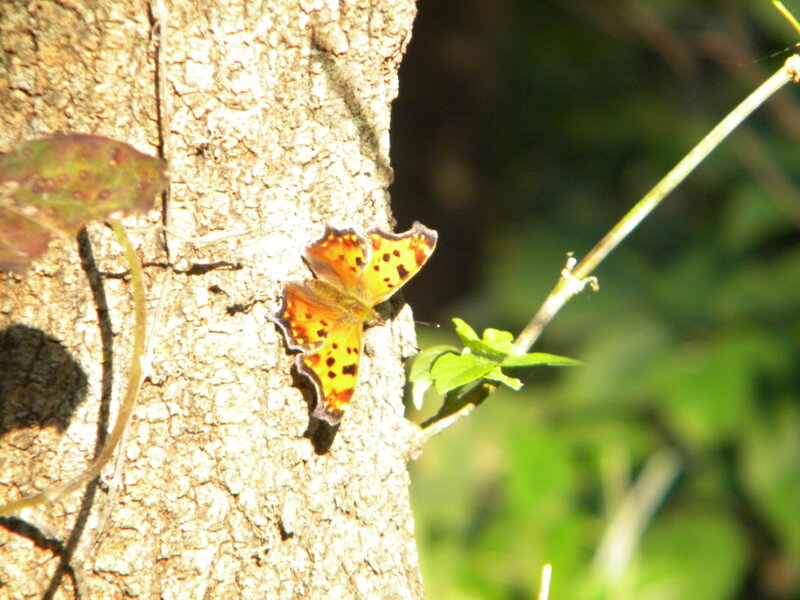 Butterfly on tree bark