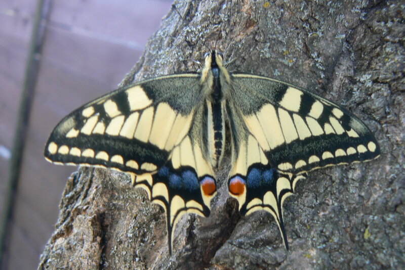 Butterfly on Tree Bark — Black