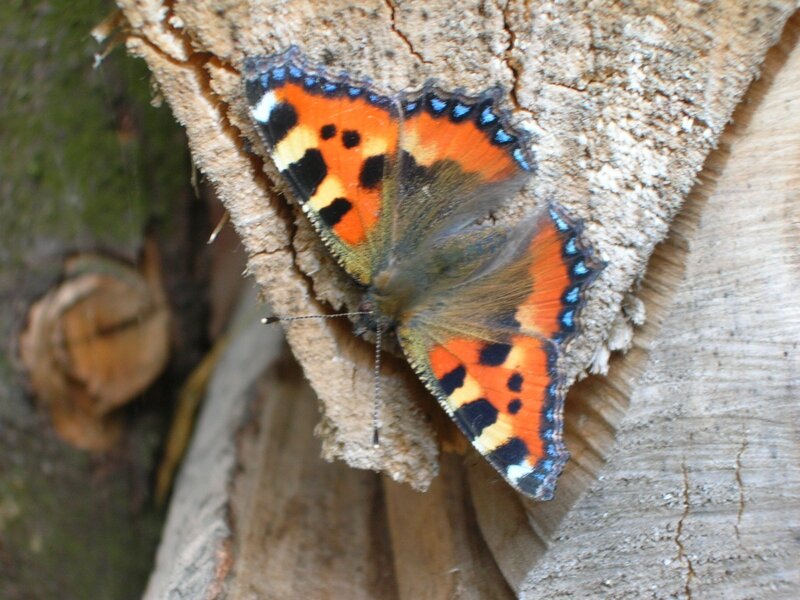 butterfly on tree bark
