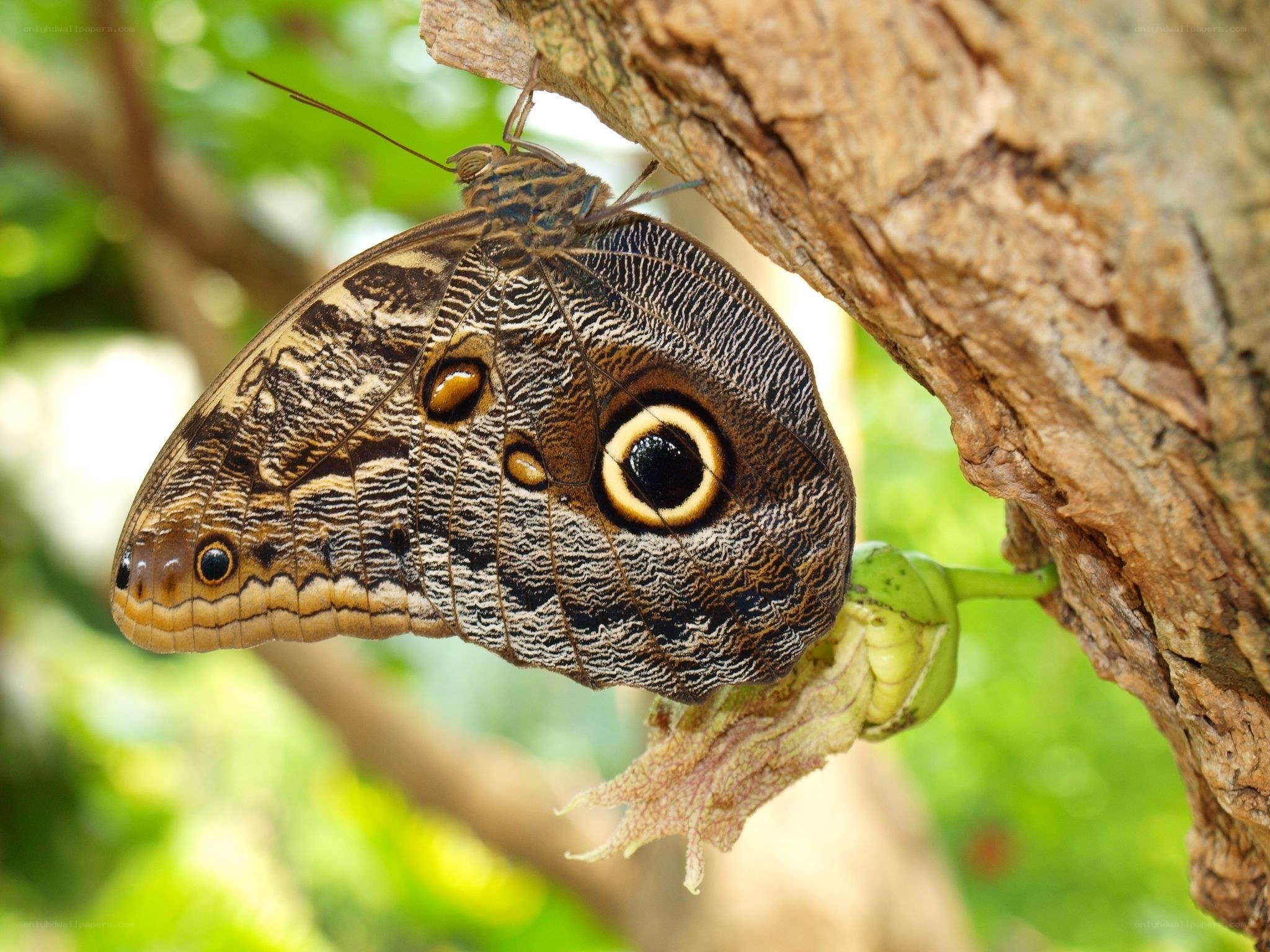 Butterfly on tree branch