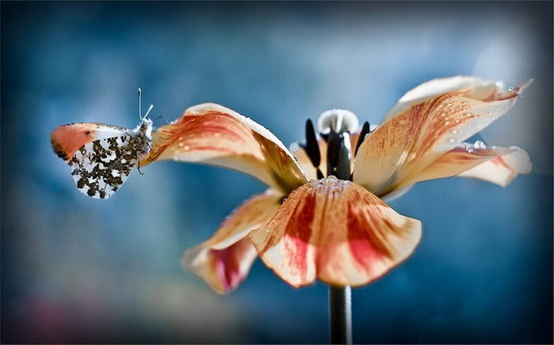 Butterfly on Tulip — Blue