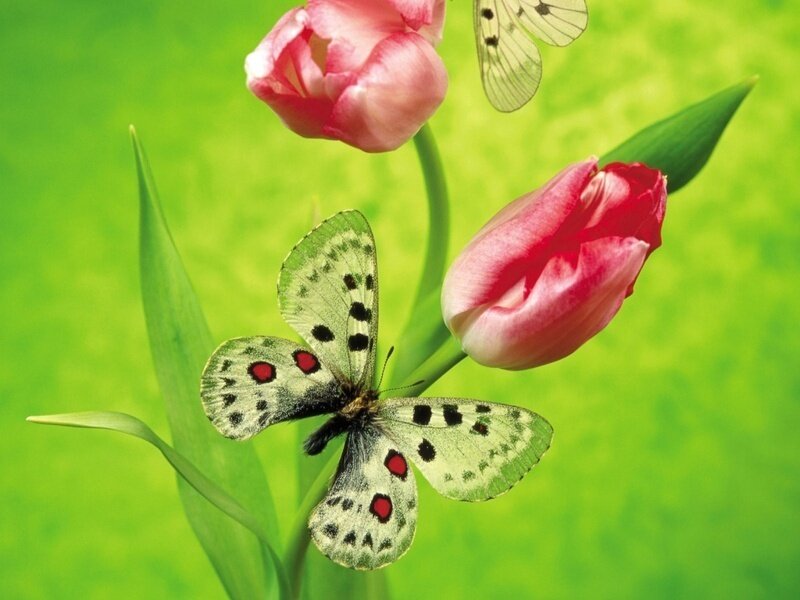 butterfly on tulip flowers