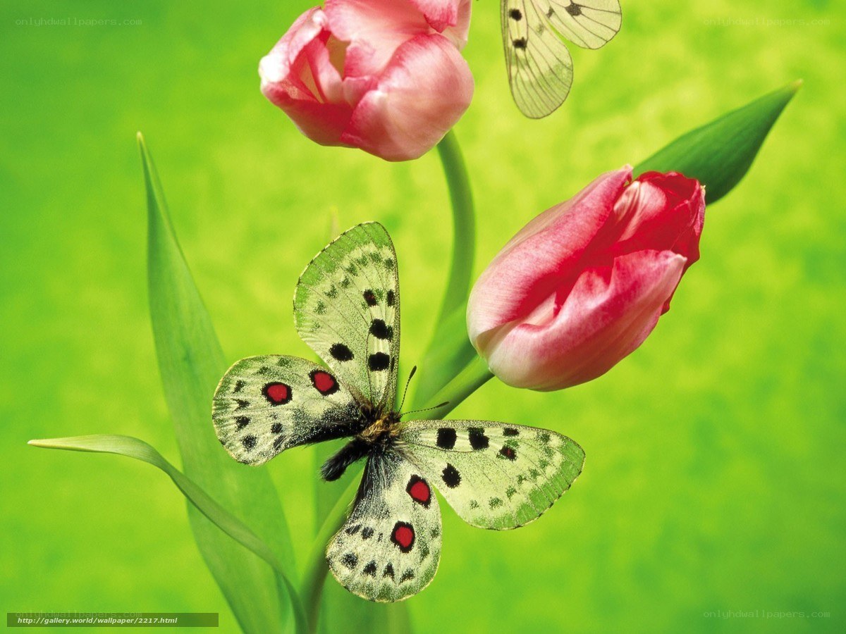 Butterfly on tulip flowers