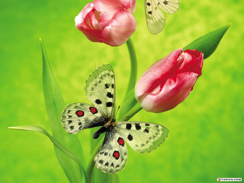 Butterfly on Tulip — Green, Serene, Spring, Photograph