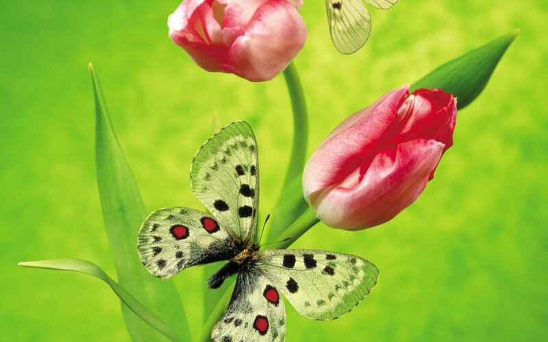 Butterfly on Tulip — Green, Serene