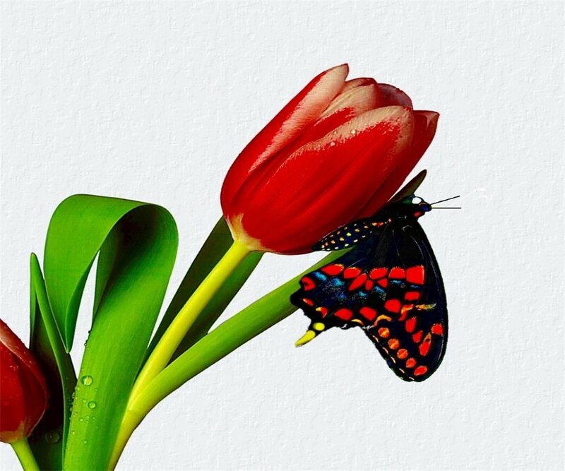Butterfly on Tulip — Red