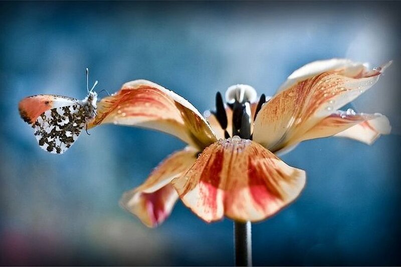Butterfly on Tulip