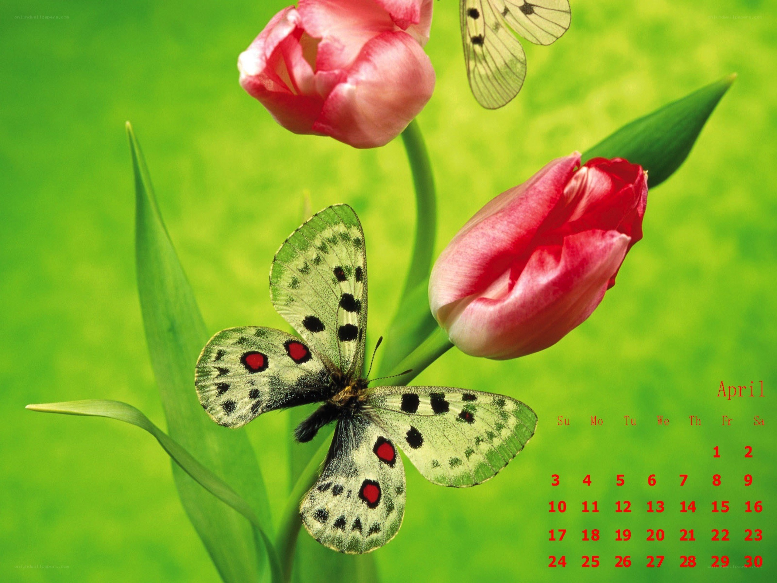 Butterfly on tulips