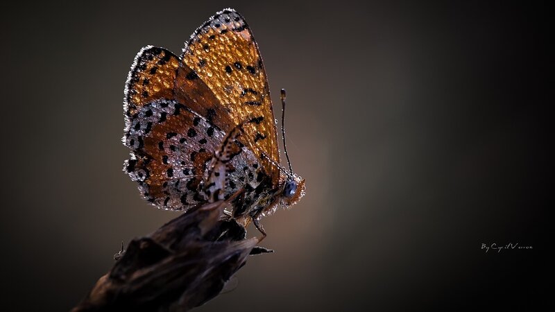 Butterfly on Twig — Brown, Dramatic, Photograph, Droplets