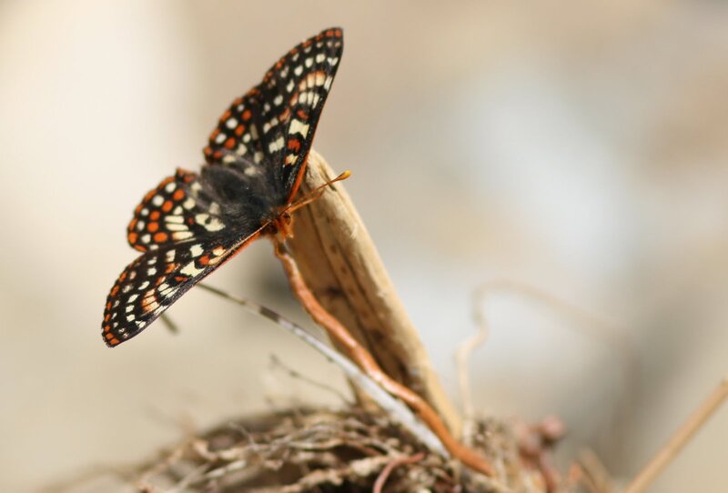 Butterfly on Twig