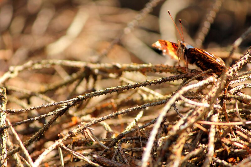 Butterfly on Twigs — Brown