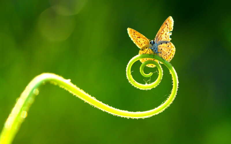 Butterfly on Vine — Green