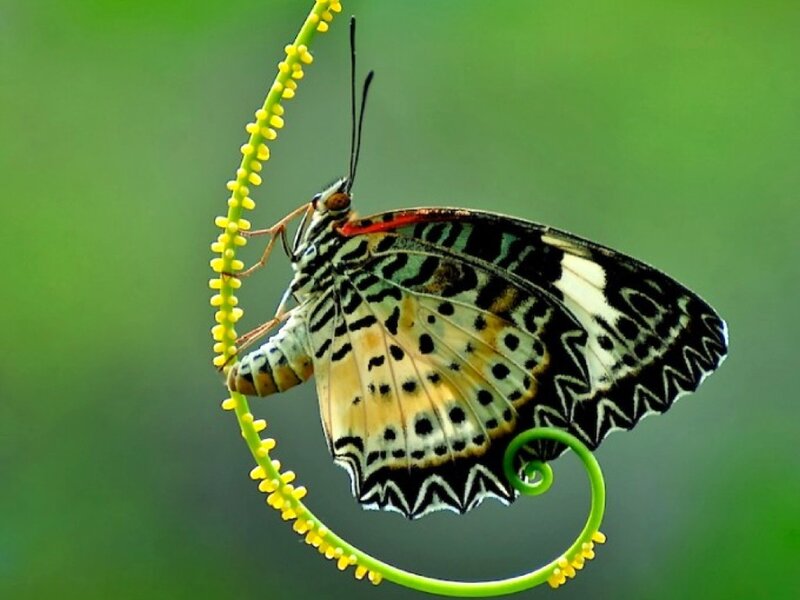 Butterfly on Vine