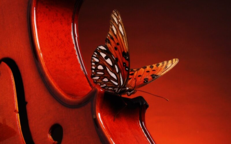 Butterfly on Violin — Red, Dramatic, Photograph