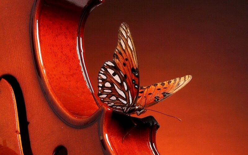 Butterfly on Violin — Red, Dramatic