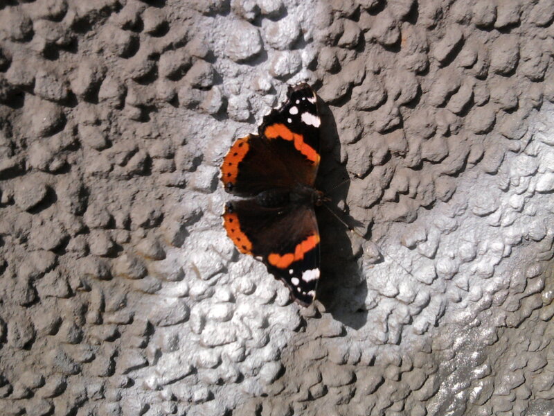 Butterfly on Wall