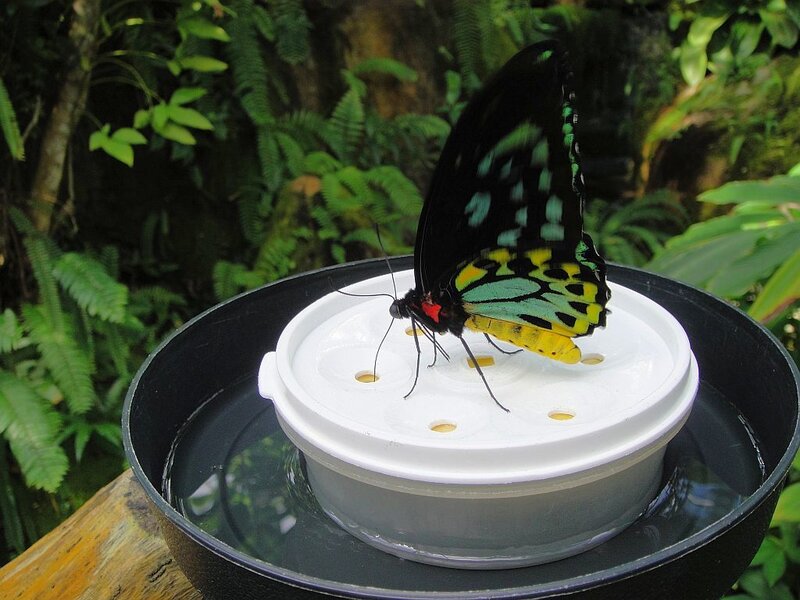 Butterfly on Water Feeder