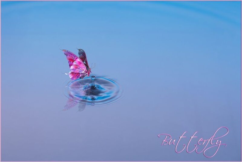 butterfly on water surface