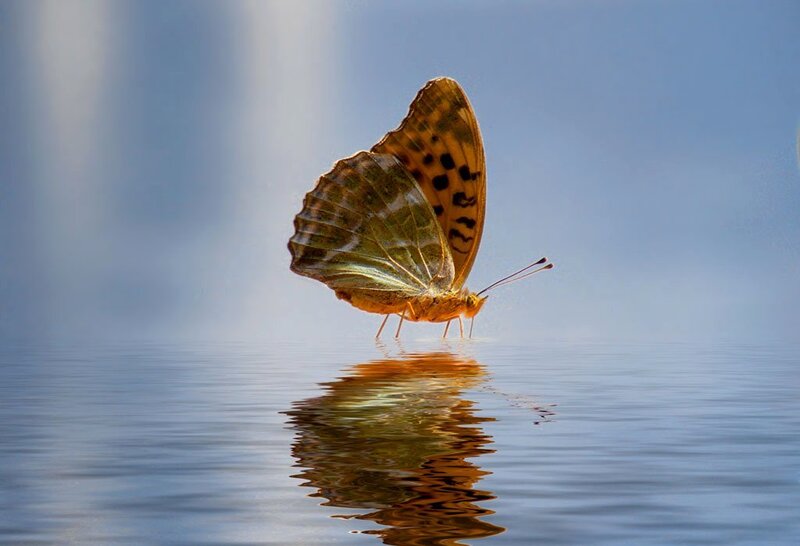 Butterfly on Water