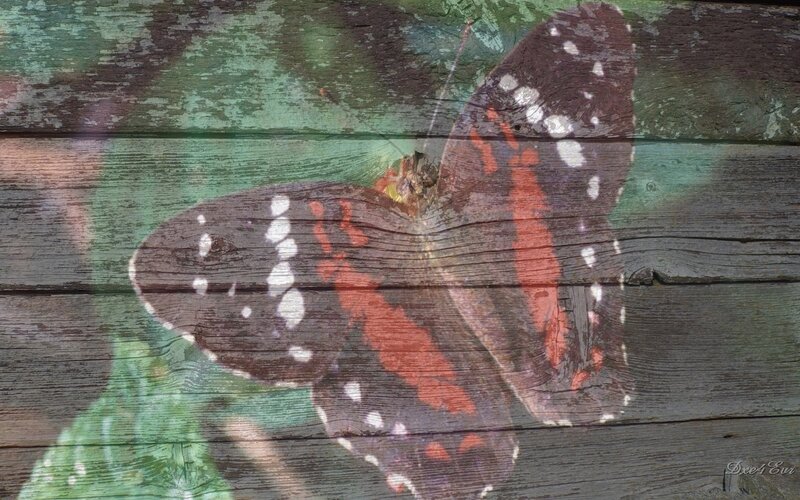 butterfly on weathered wood