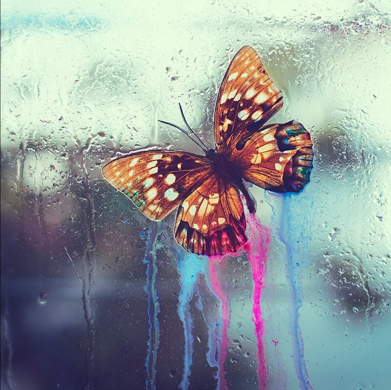 Butterfly on Wet Glass