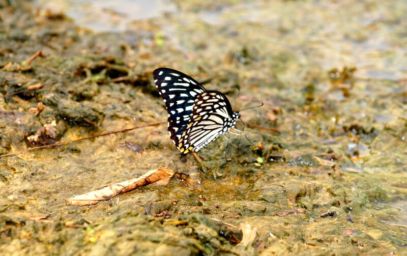 Butterfly on Wet Ground
