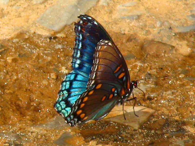 Butterfly on Wet Rock