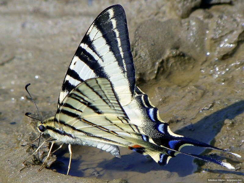 Butterfly on Wet Sand