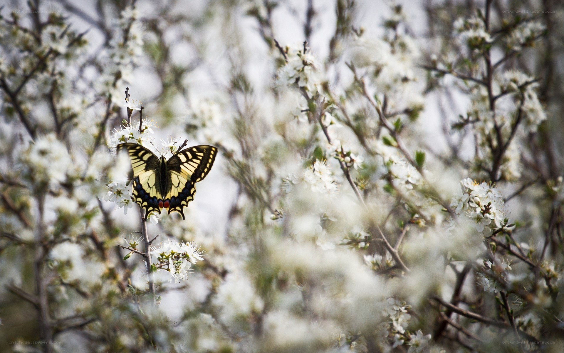 Butterfly on white blossoms