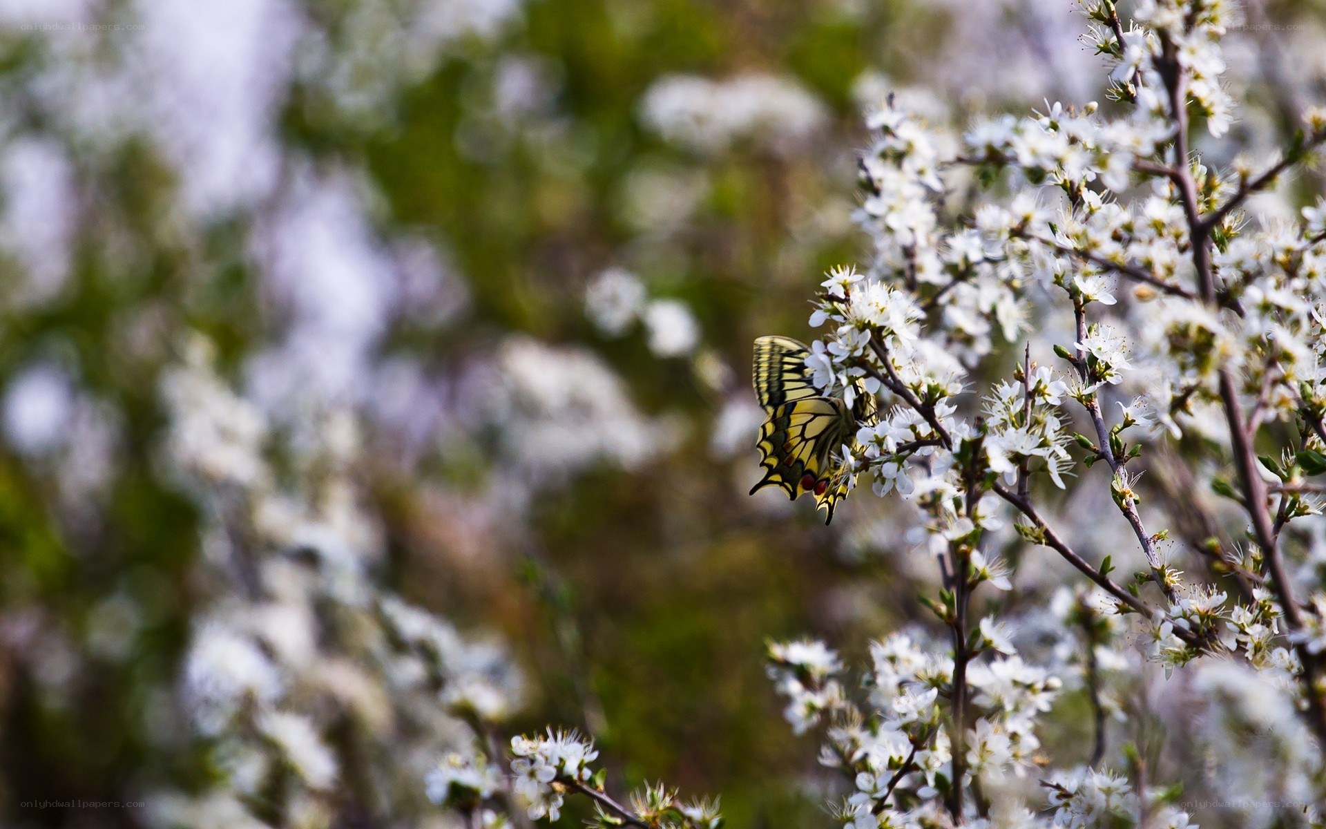 butterfly on white blossoms