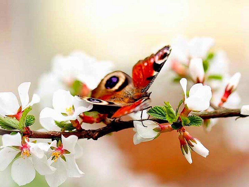 butterfly on white blossoms