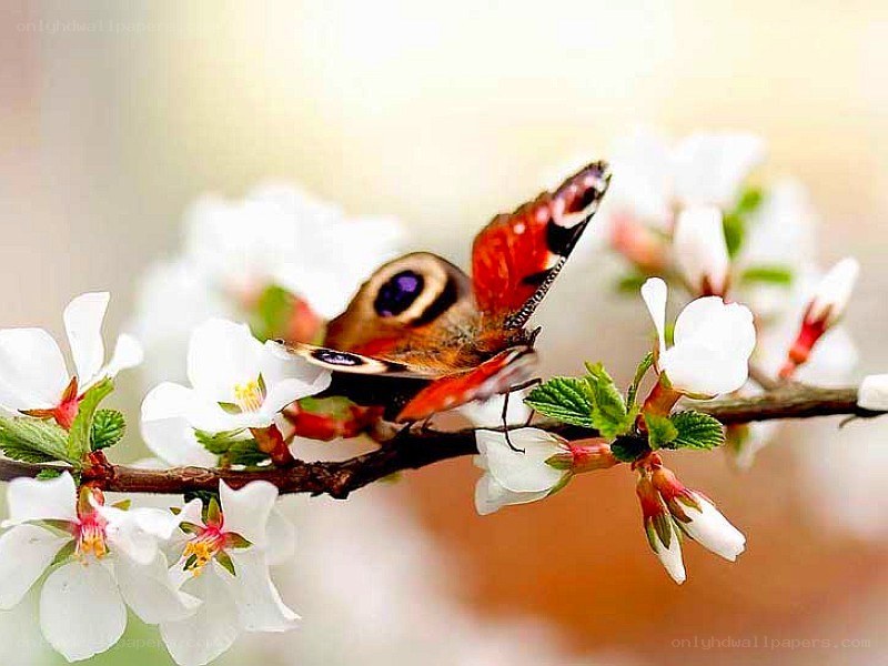 butterfly on white blossoms
