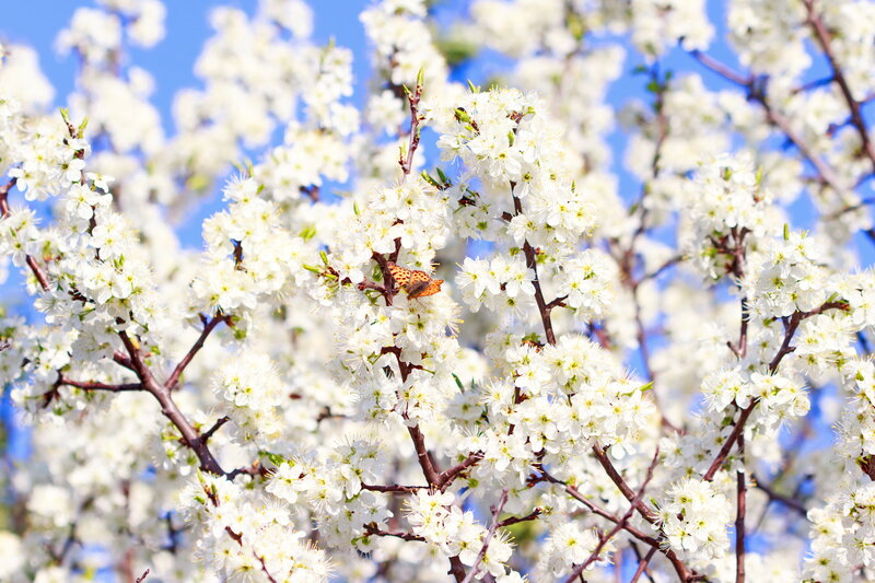 Butterfly on White Blossoms — Serene, Spring
