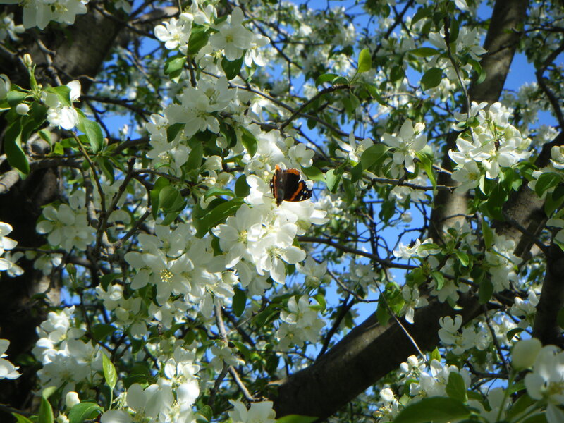 Butterfly on White Blossoms — Serene