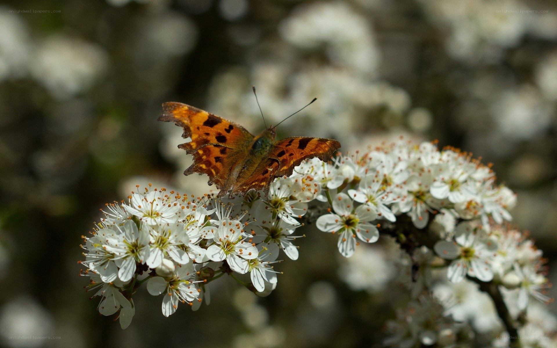 Butterfly on white blossoms