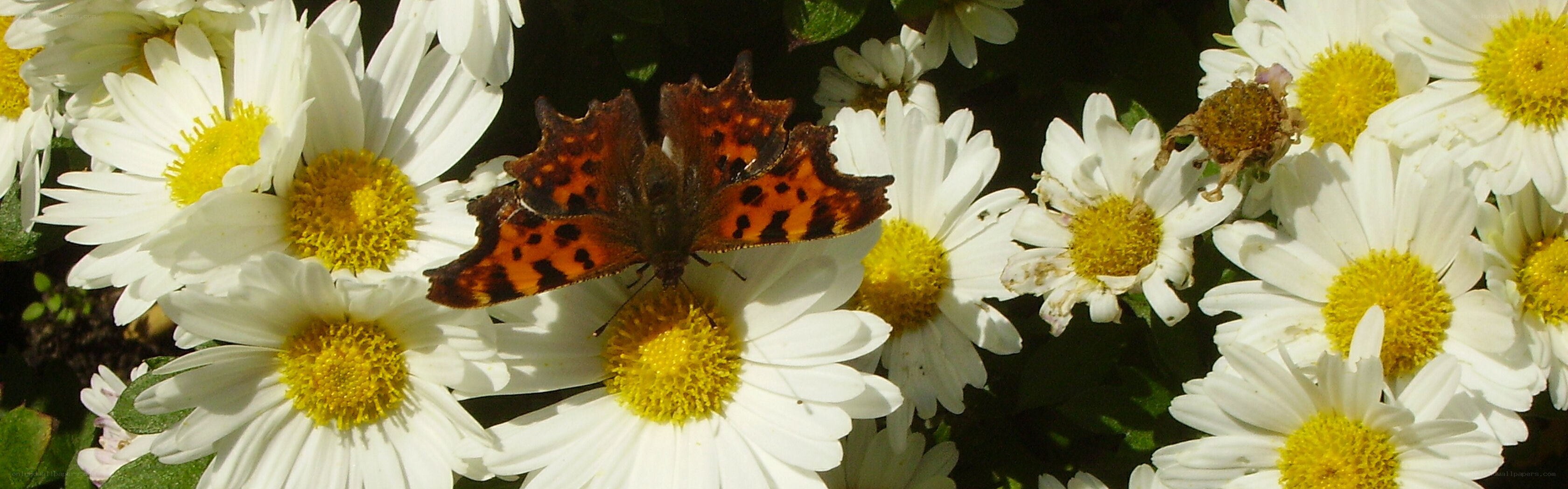 Butterfly on white daisies