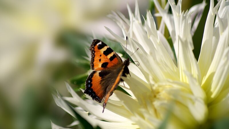 butterfly on white flower