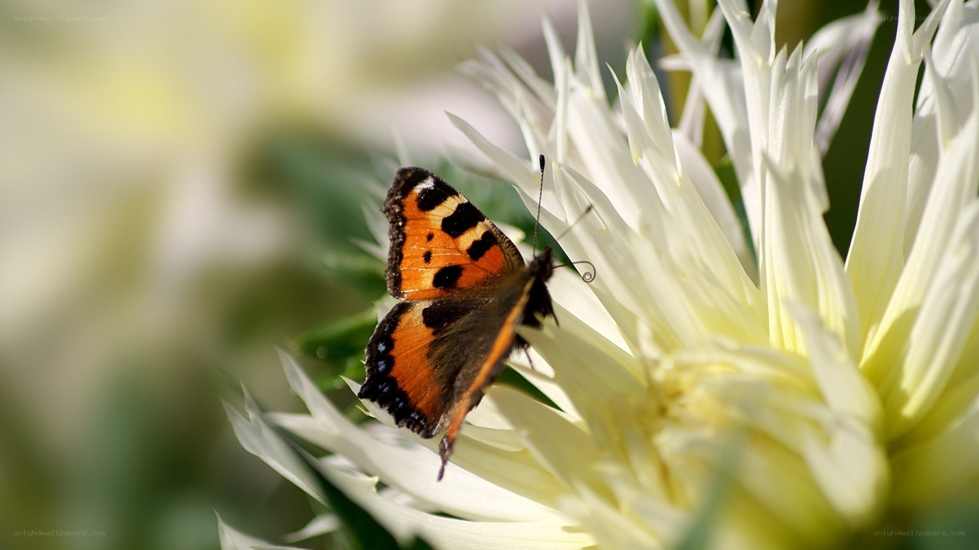 butterfly on white flower