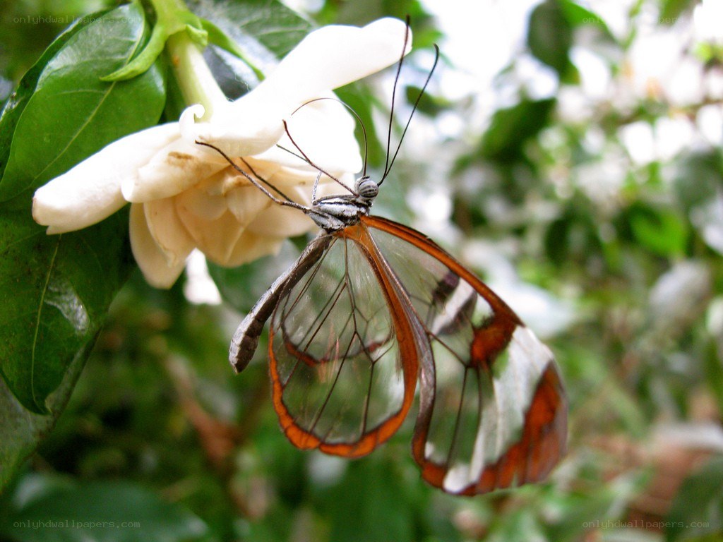 Butterfly on white flower