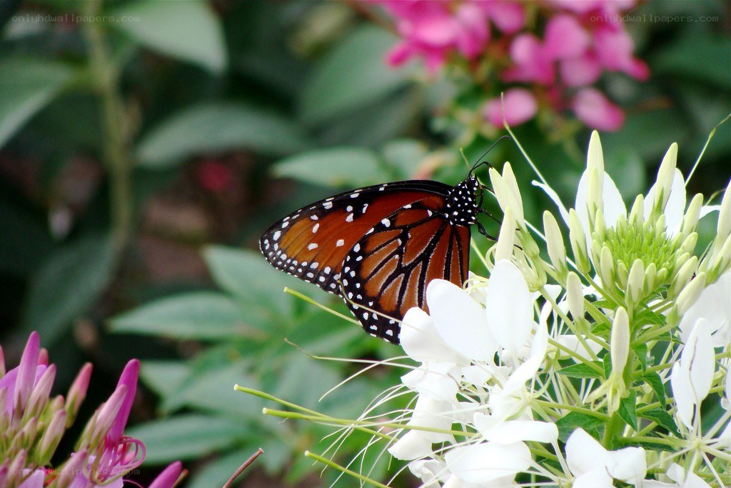 Butterfly on white flower