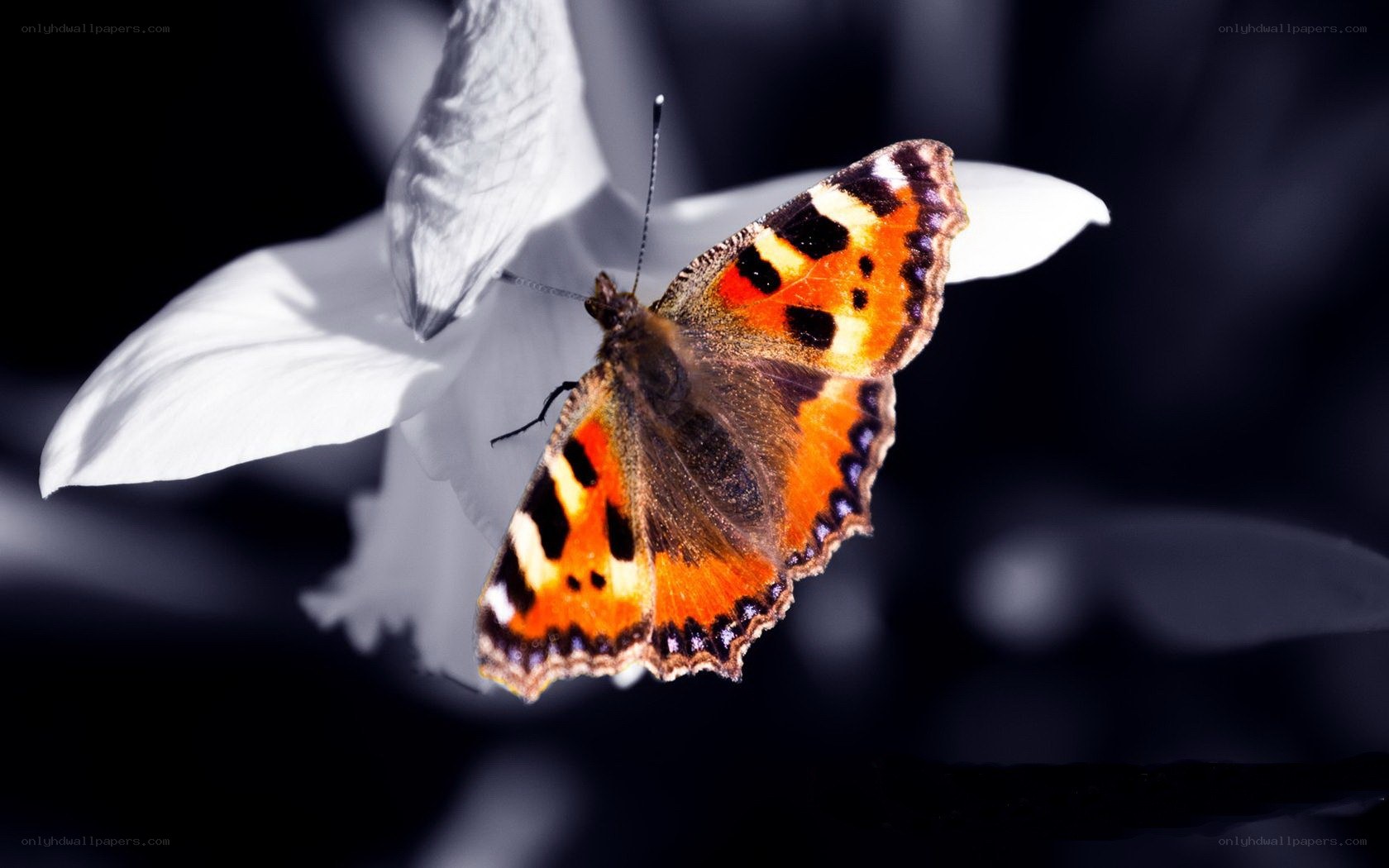 butterfly on white flower