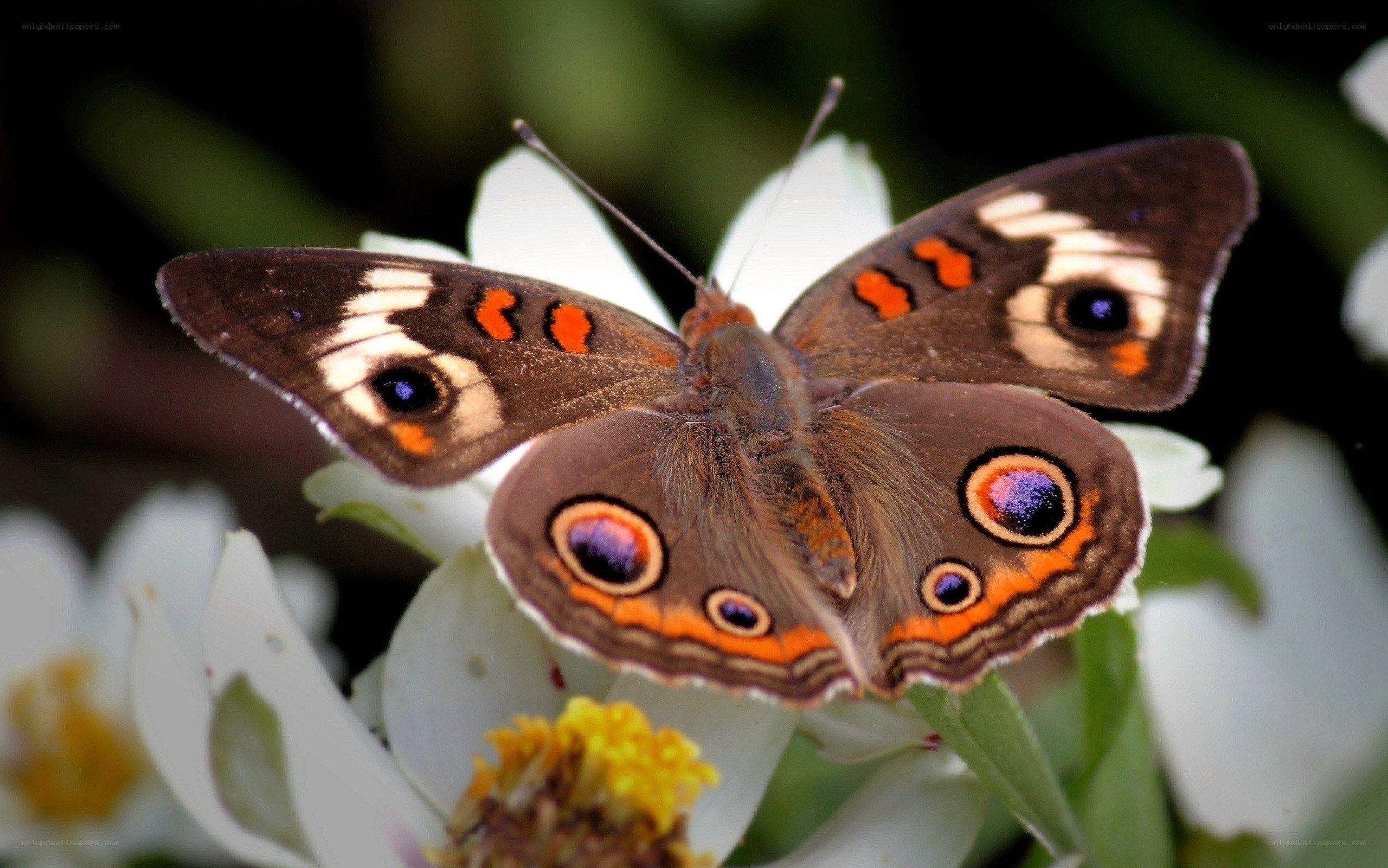 Butterfly on white flower