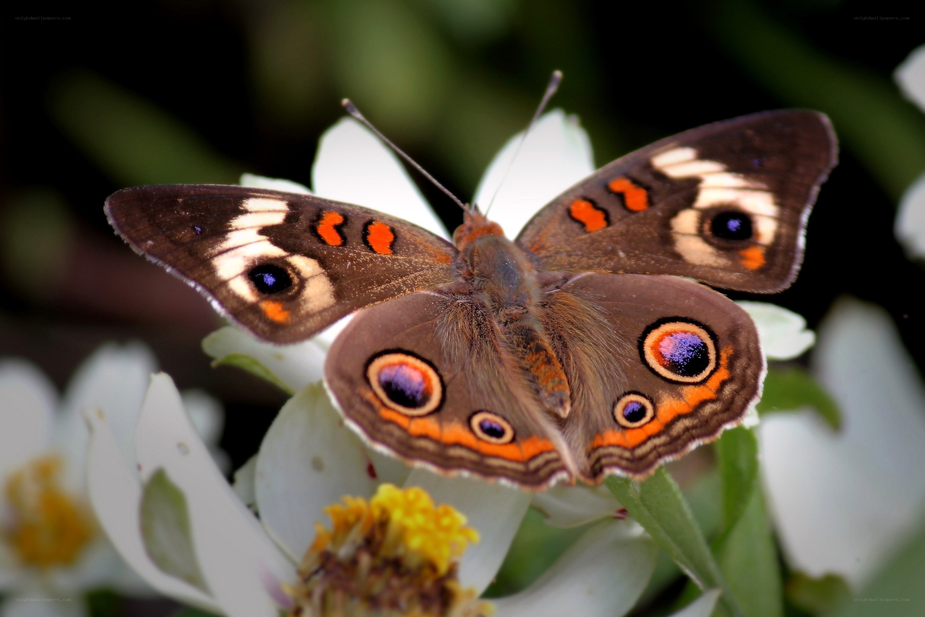 Butterfly on white flower