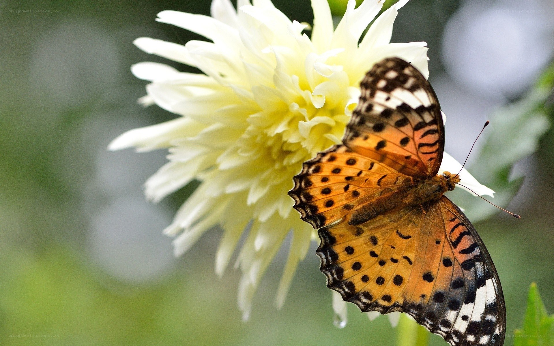 butterfly on white flower