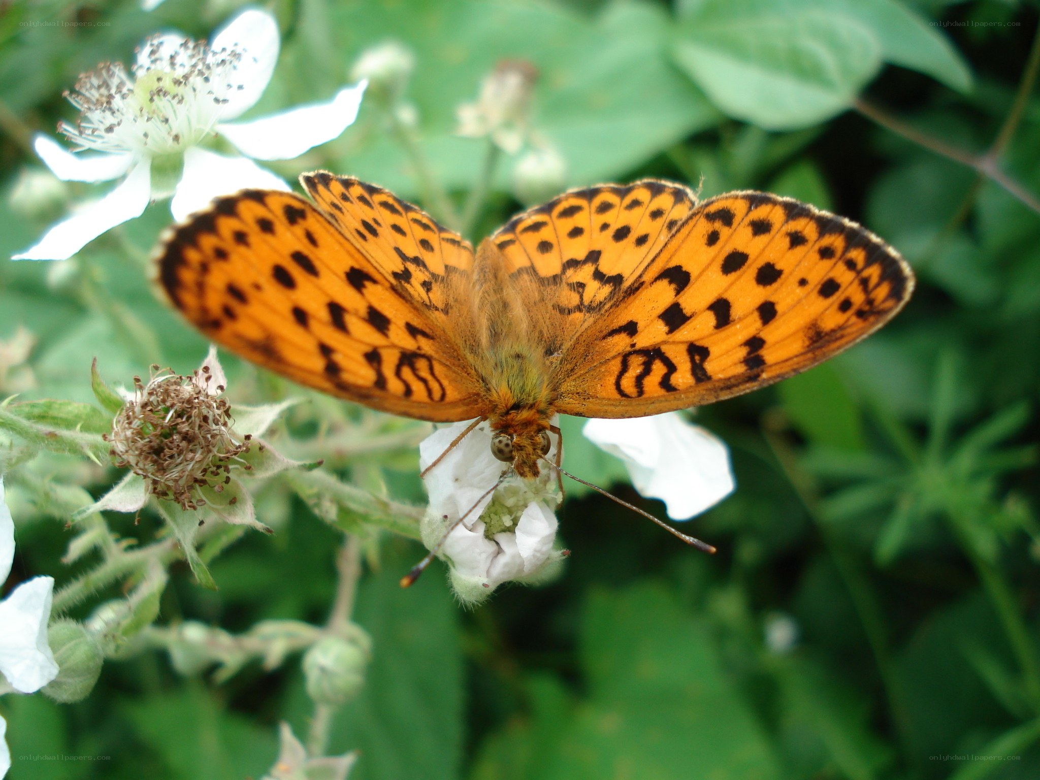 Butterfly on white flower