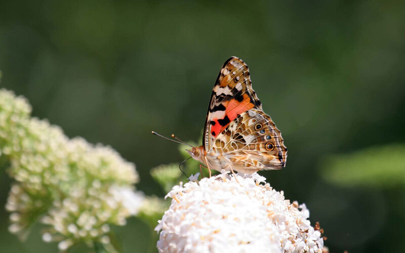 butterfly on white flower